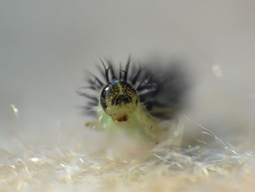 CaterPillar
