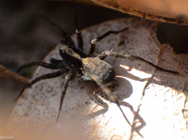 Forest Spider